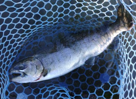 イトウが釣れた！ ～フィシングパーク高島の泉～